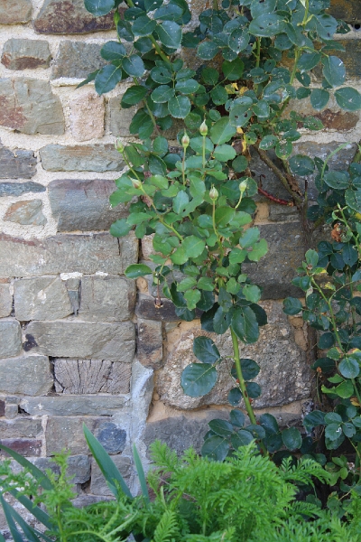 20110816 Boquet Bosquet Buildings 154.jpg